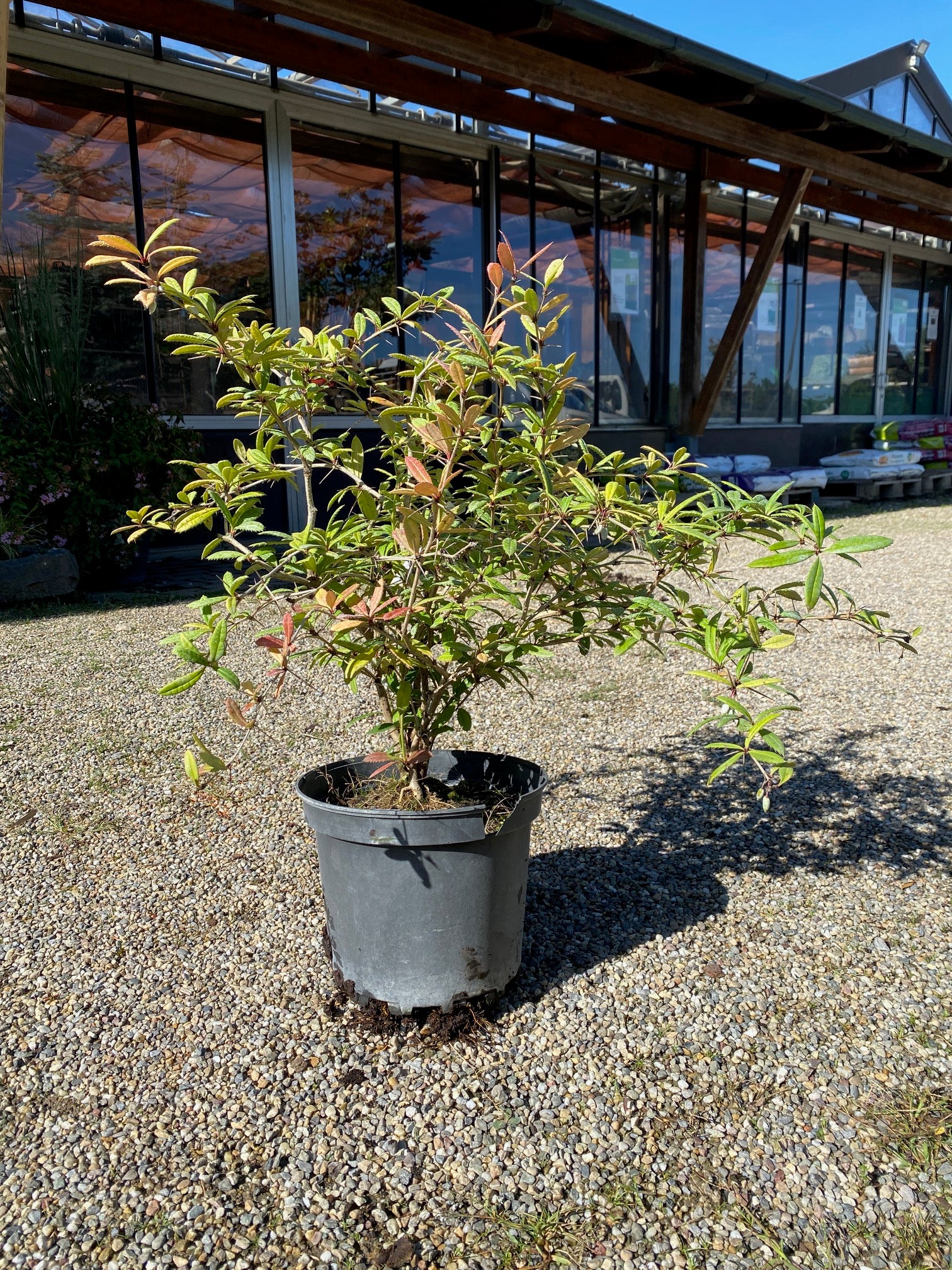 Großblättrige Berberitze / Berberis julianae